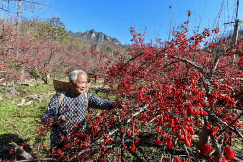 医圣诞辰纪念：仲景宛西制药的传承之举 传承中医药文化：仲景宛西制药纪念医圣诞辰