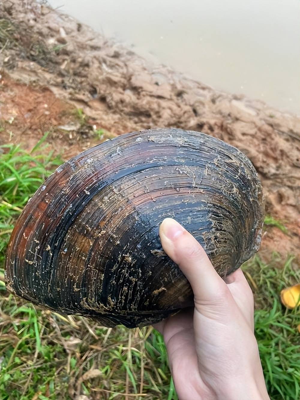 蛤蜊滩,蛤蜊冢,蛤蜊庙,新蔡"蛤蜊"知多少?