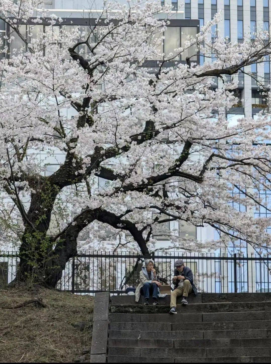 雾里看花，难见樱花之美｜第n次重访日本 -华闻时空