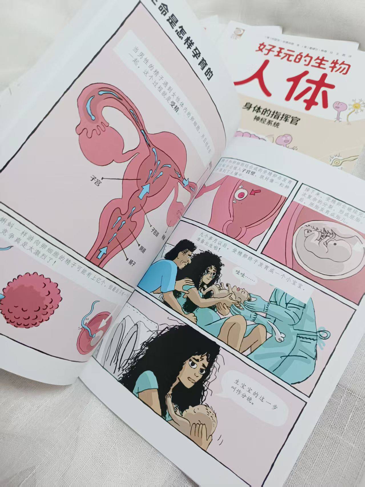 七下生物人生殖(7年级下册生物学人的生殖)  第2张