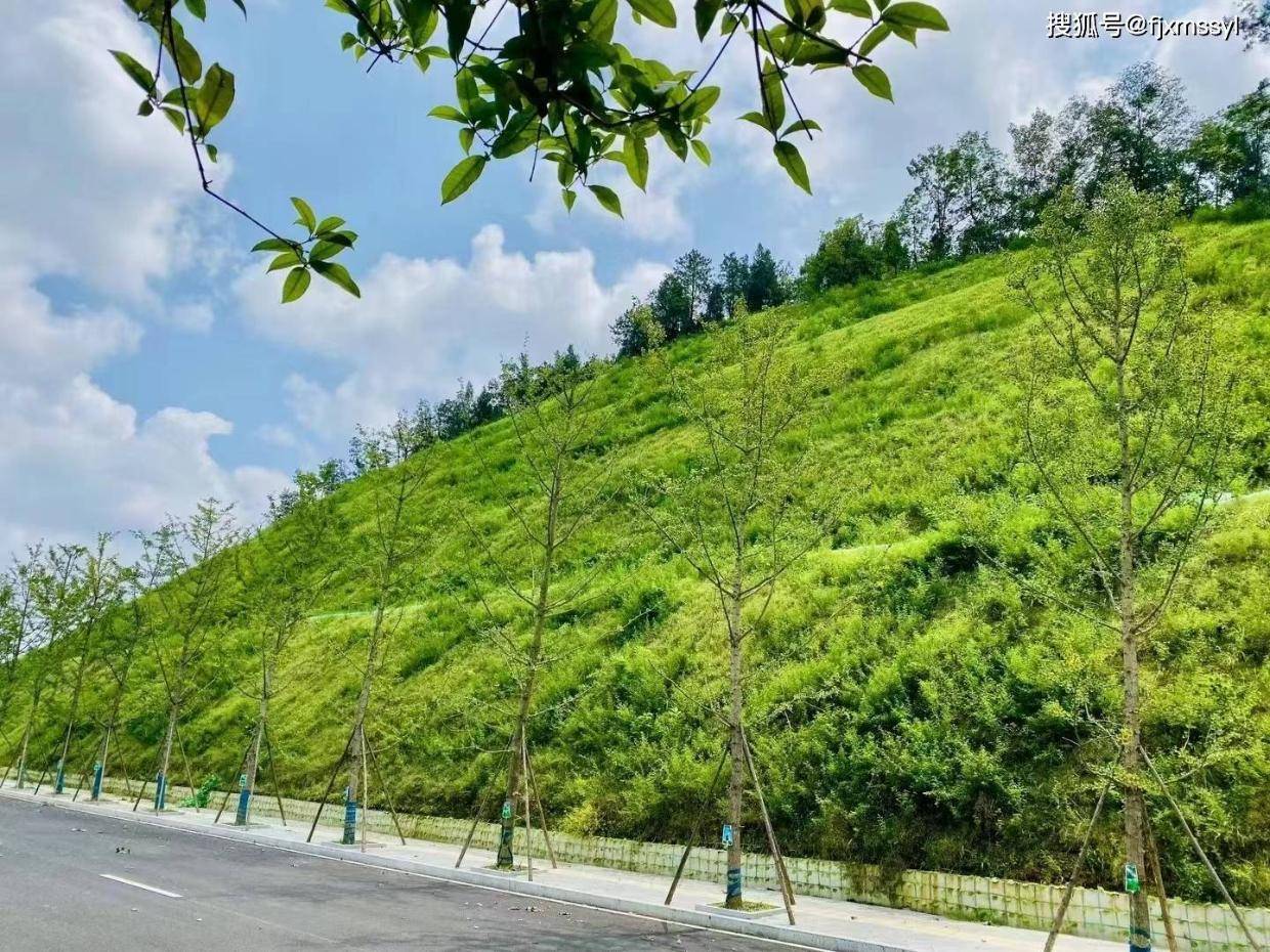 护坡绿化草籽喷播矿山复绿高速边坡挂网喷草喷混植生路堑绿化风电边坡