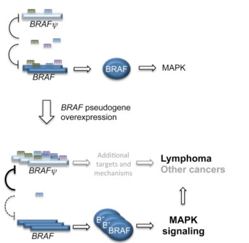 基因作为生命的“源代码”，该如何定义？（这都可以？）