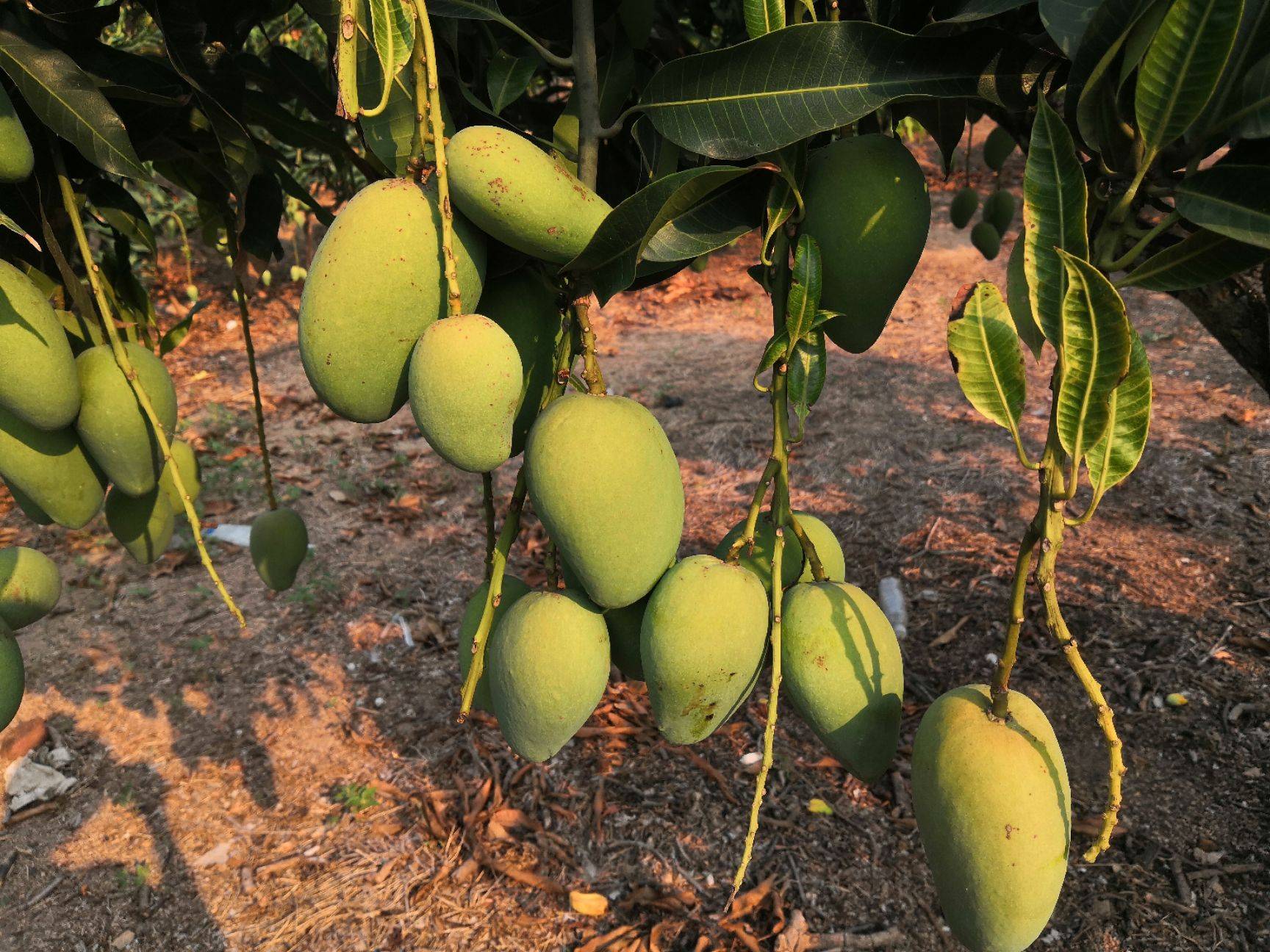 吕文扬拿芒果去城里卖