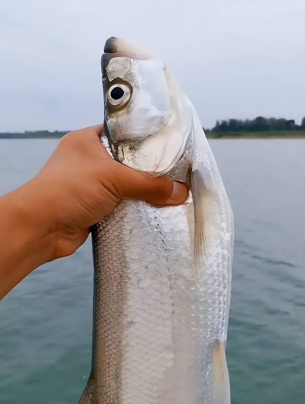 浙江男子就钓了一条翘嘴,想要拍照炫耀,它竟跳桶而逃!