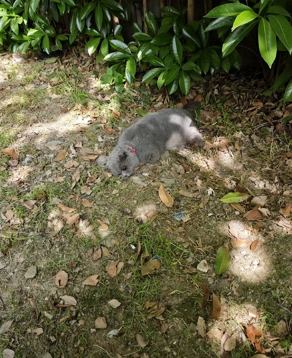 上海怀孕蓝猫疑被砍断四肢警方回应来了网友炸锅
