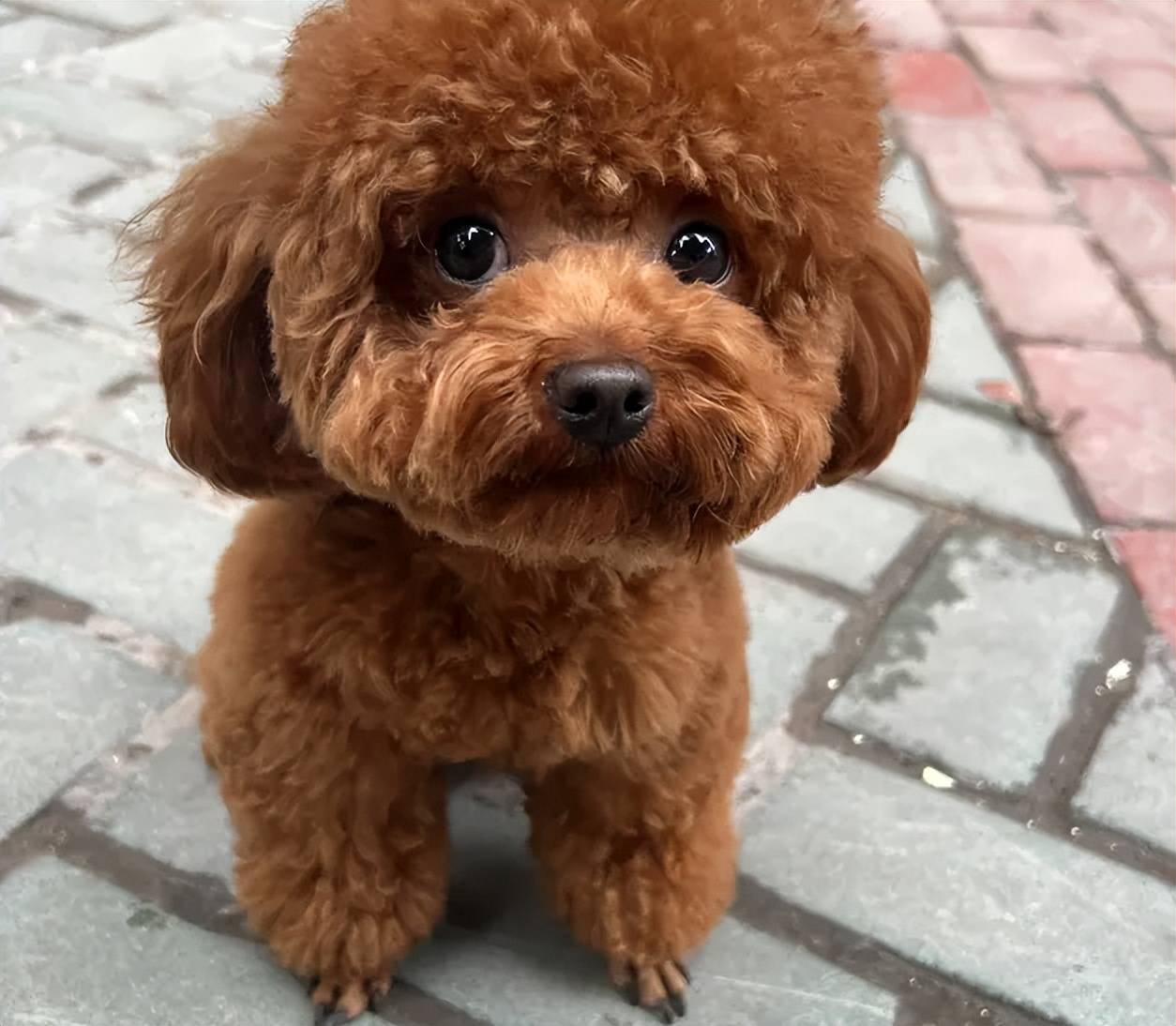 纯种泰迪的脸像天生开过美颜!一,看