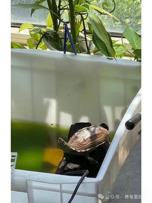 阳光_乌龟_环境