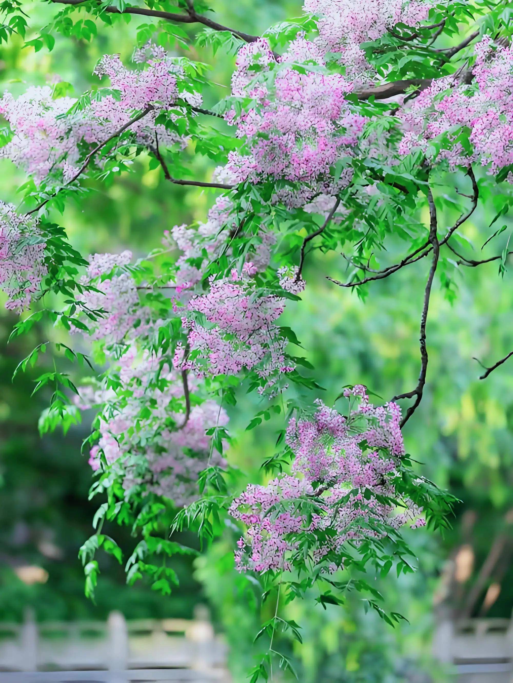楝树开花,夏风徐徐来,读十九首楝花诗词,在一抹紫色里清凉一夏
