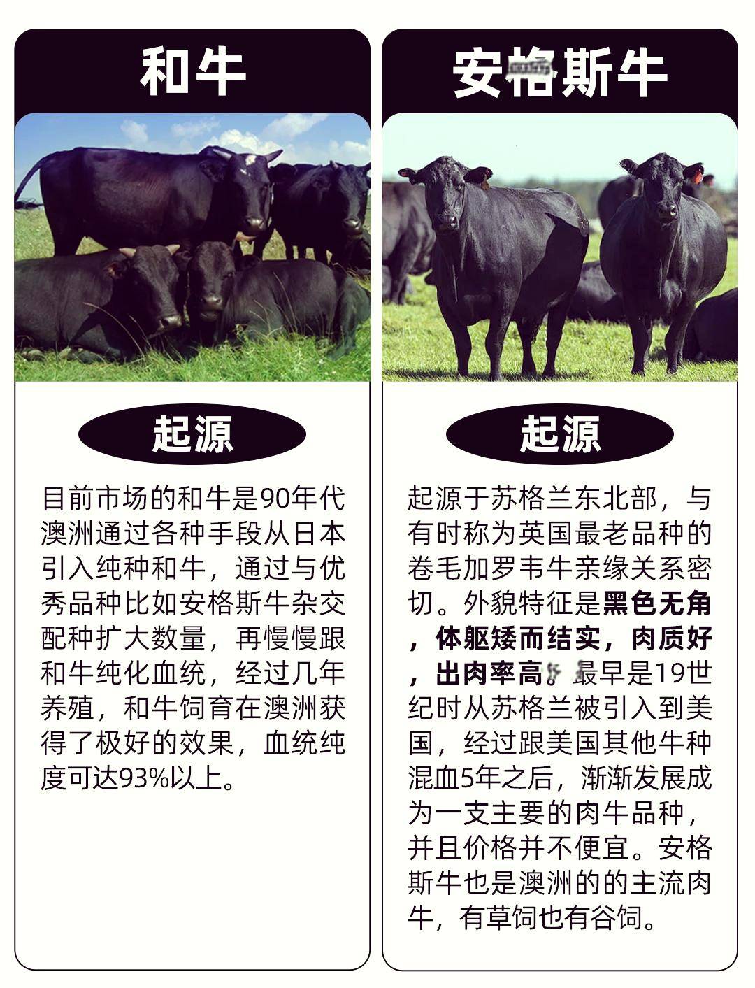 上海安格斯牛鲜肉批发找董波就对了