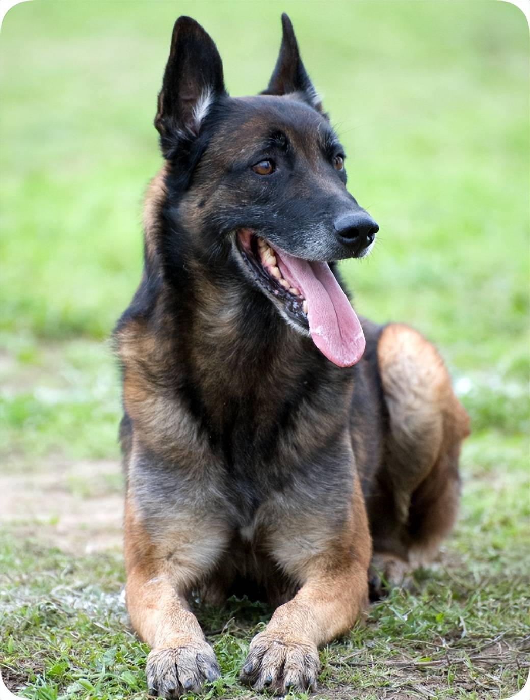 世界上最可怕的8种狼犬,你知道几个?