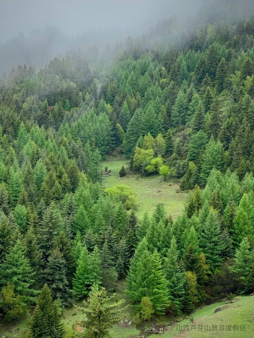 芦芽山旅游度假区绿意撞见冰挂 人间忽晚
