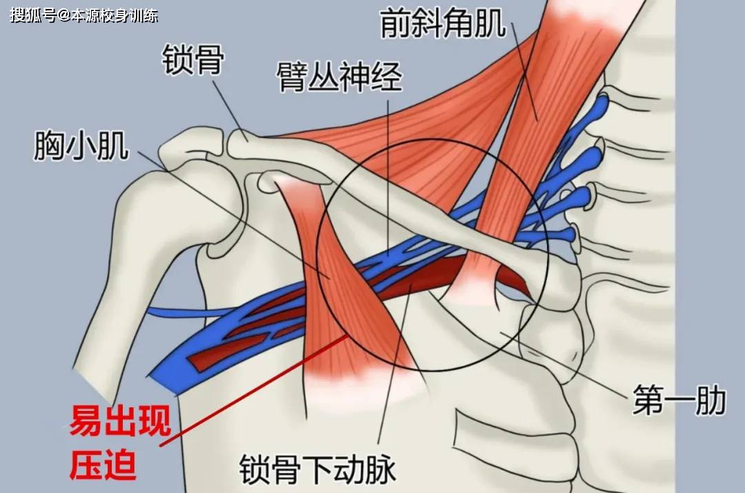 了解这个真相,才能让你的肩膀越练越好看
