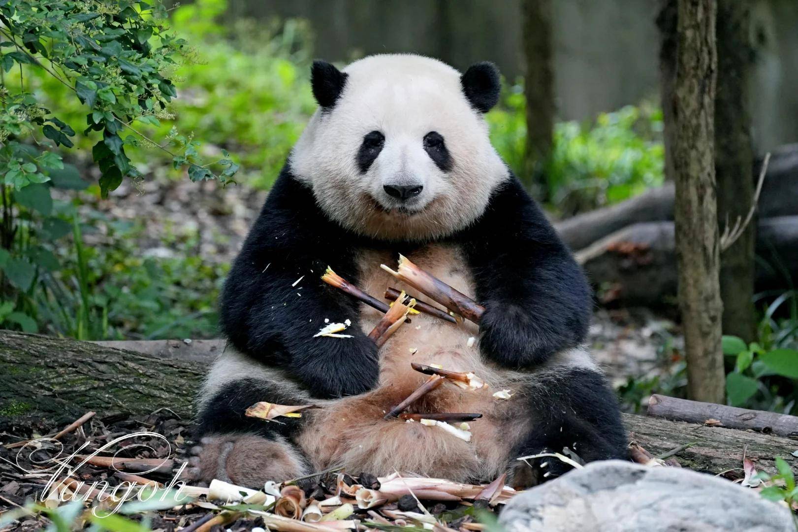 花花公子属什么动物(花花公子是什么动物是什么生肖)