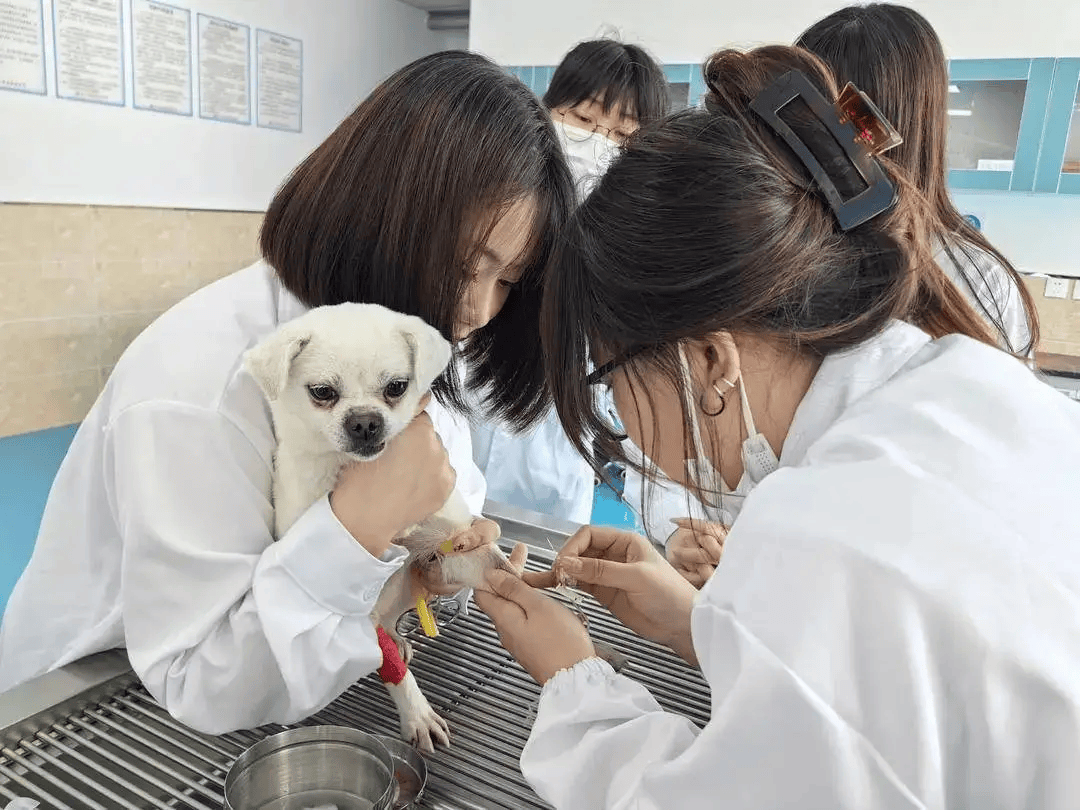 狗狗训练新风向：培养宠物的社交技能与行为规范