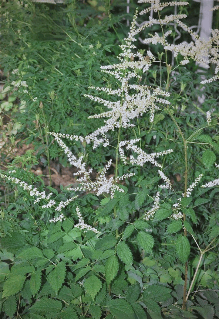 手把手教你认清中草药植物500种99升麻