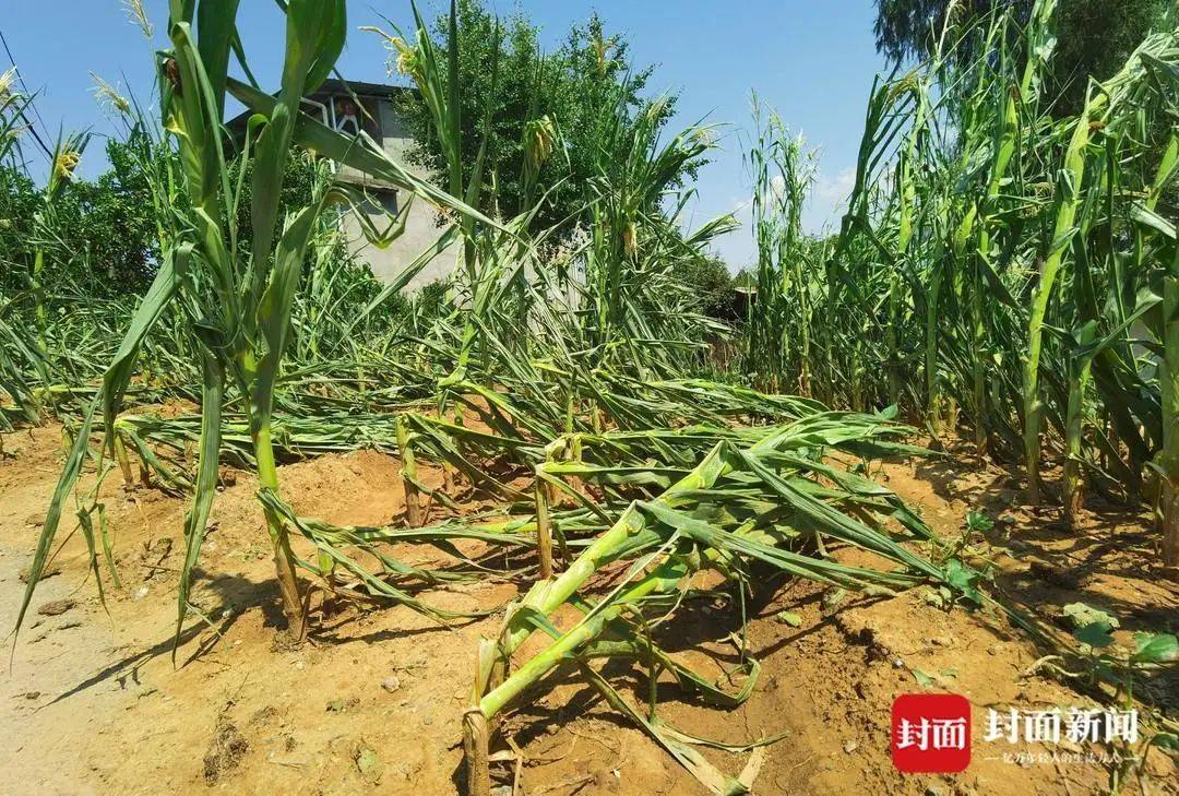 四川巴中遭冰雹袭击数千亩农作物受损官方回应