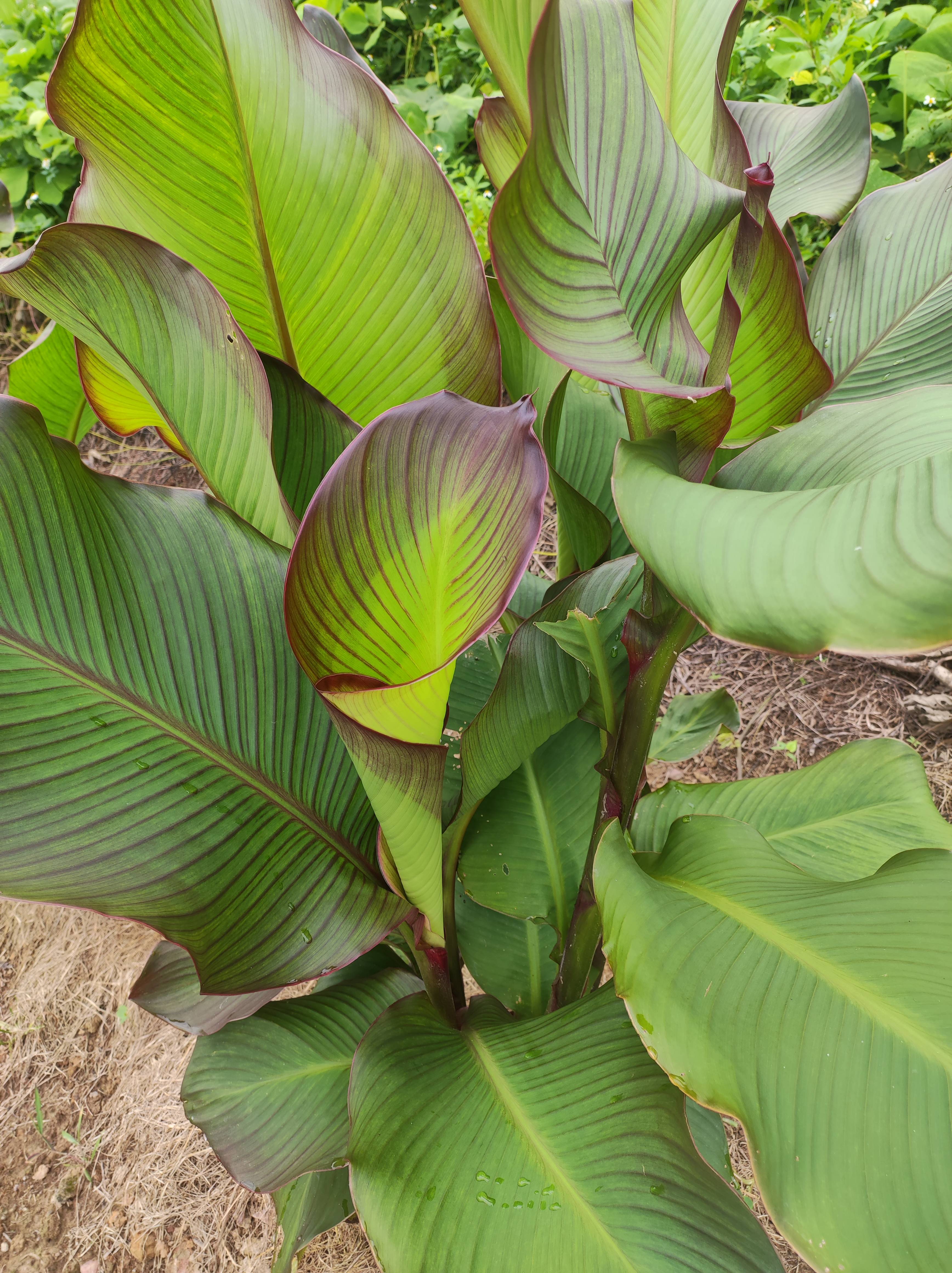 看见这片蕉芋,我就想起在农村赚一点钱真不容易