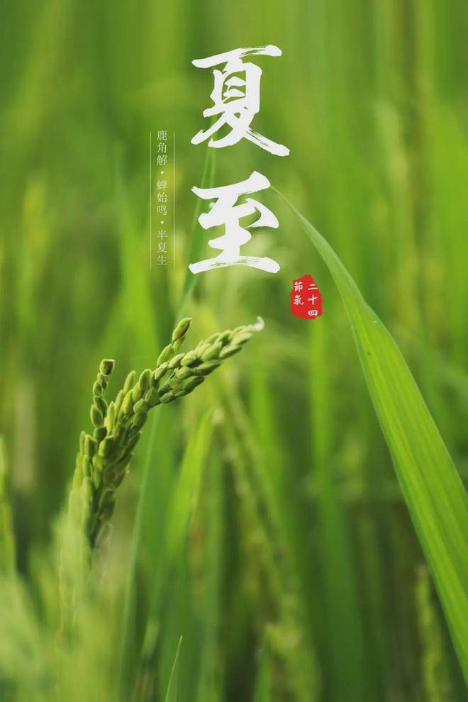 夏至：万物繁茂迎盛夏，黄酒于陶罐积蓄醇厚
