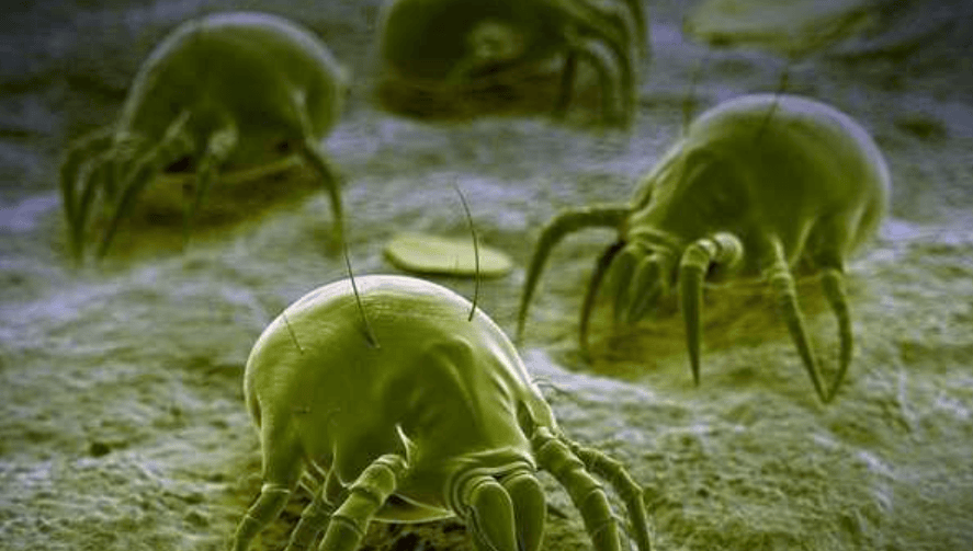 除螨仪真的有用吗还是忽悠?揭开四大常见弊病危害!