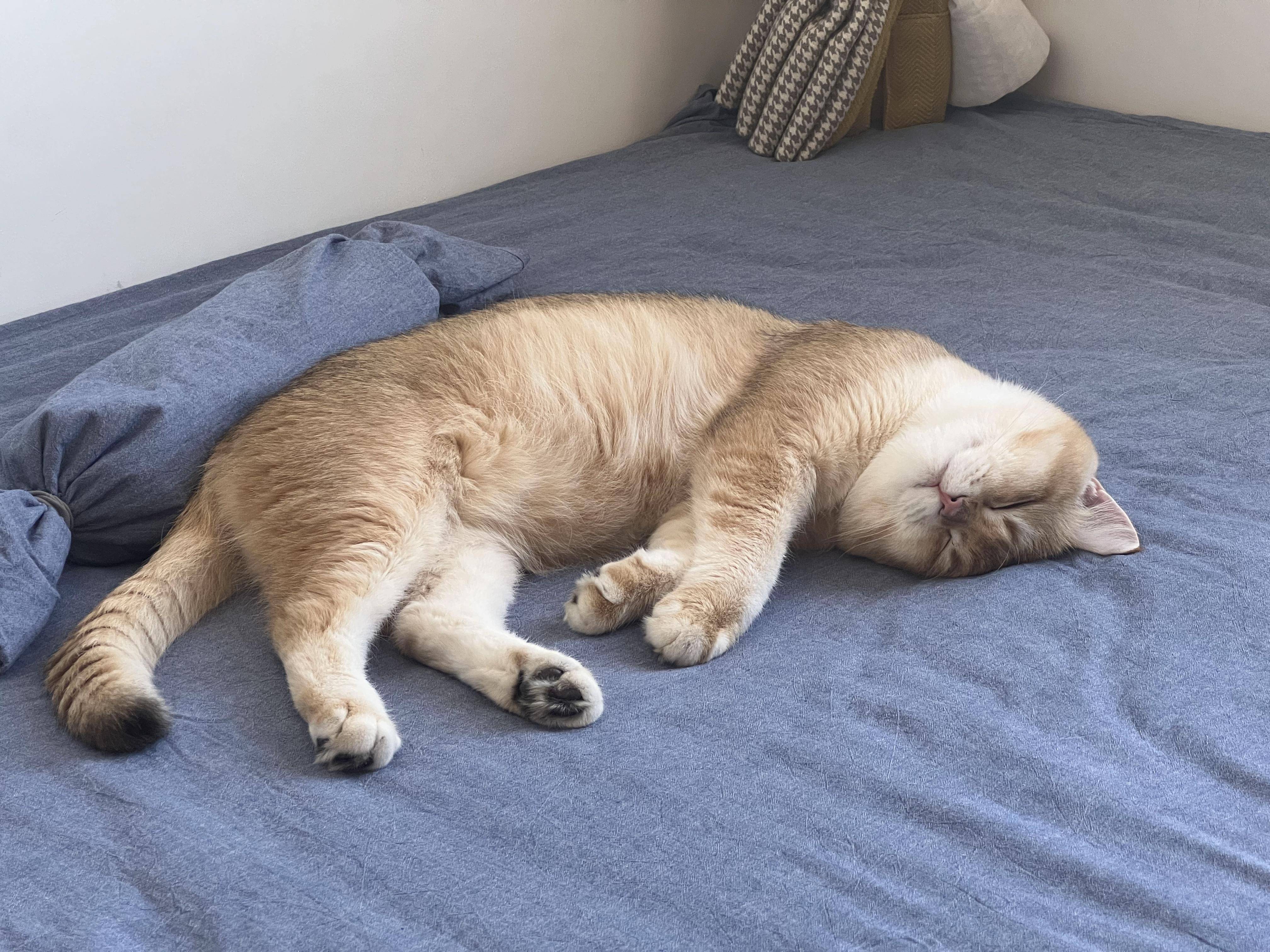 你家猫睡觉会蹬腿吗？看完这篇，终于知道它在“梦里”忙啥了～_搜狐网