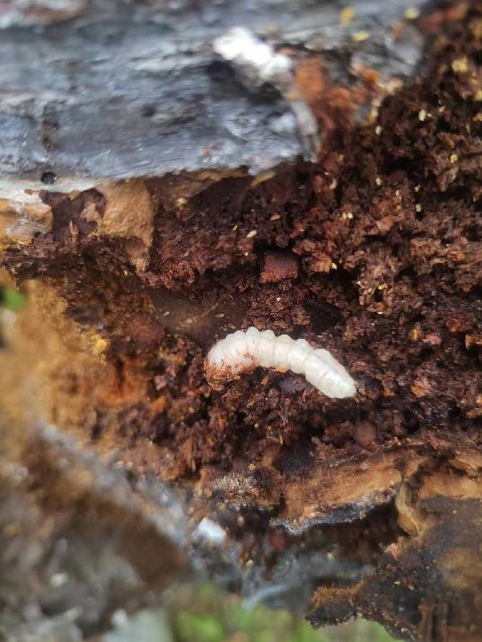 大树心碎 真凶很"牛"!小区樱桃树被白虫蛀空,鉴定为天牛幼虫