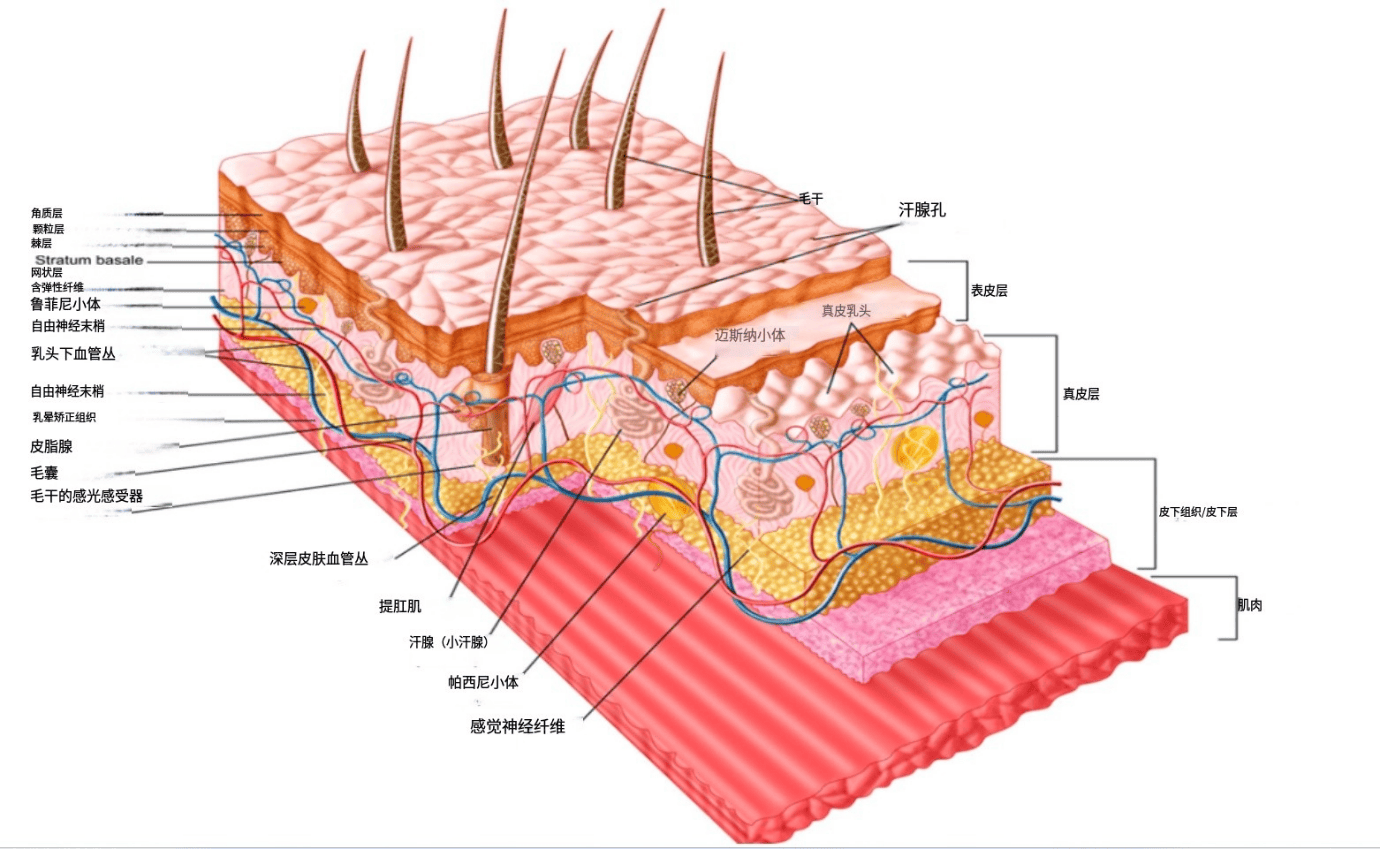 化妆品配方师资格证培训报名、学习、考试-敏感肌肤的深度解析：结构、屏障与诱因_搜狐网, image size:1380x849