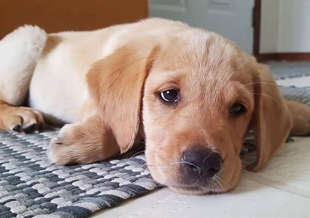 狗狗爱叹气,可能是这5种原因,第5种需警惕