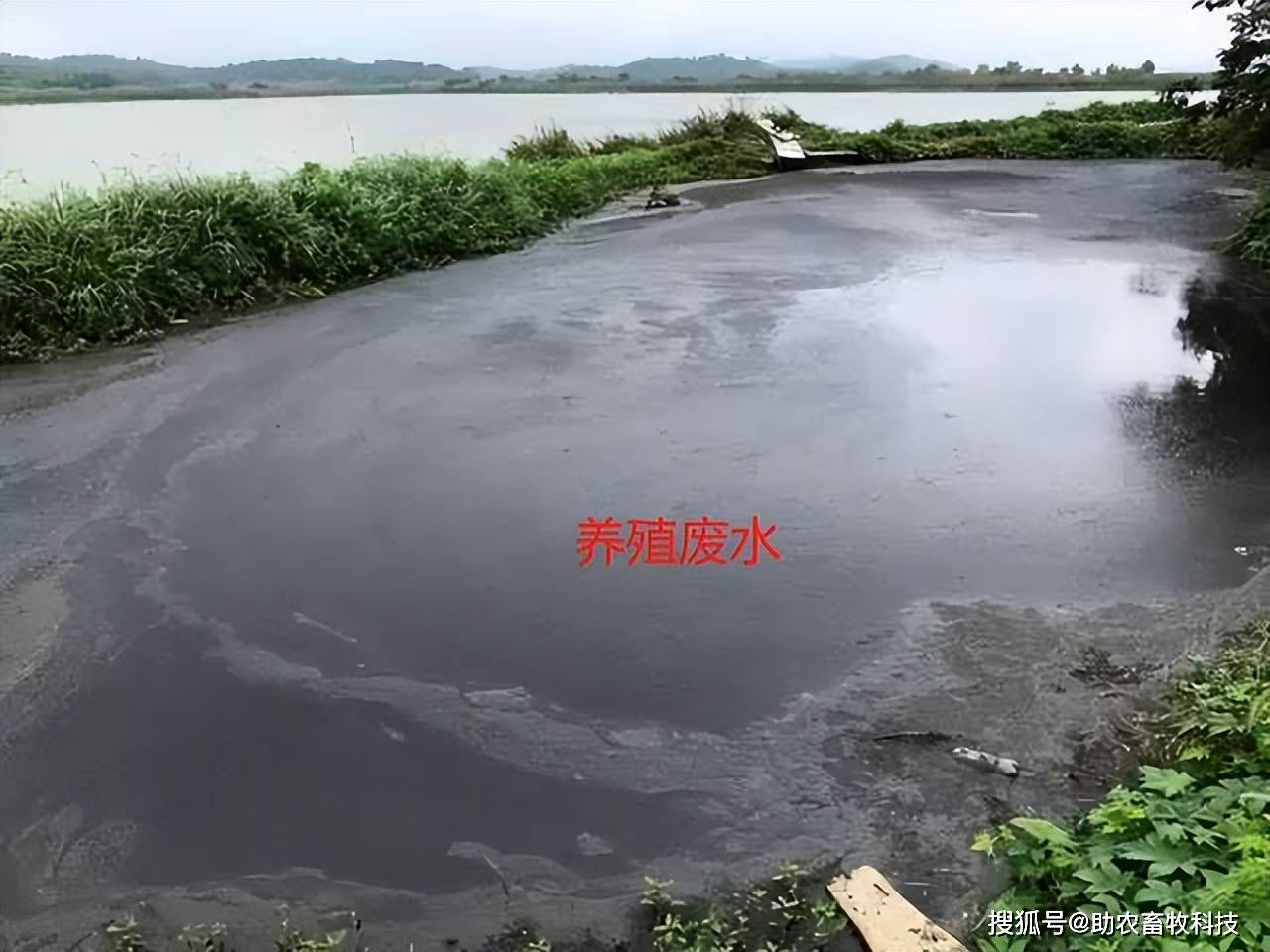 微生物技术助力治理畜禽养殖污染,用 "一场一策" 解决养殖场臭味,粪污