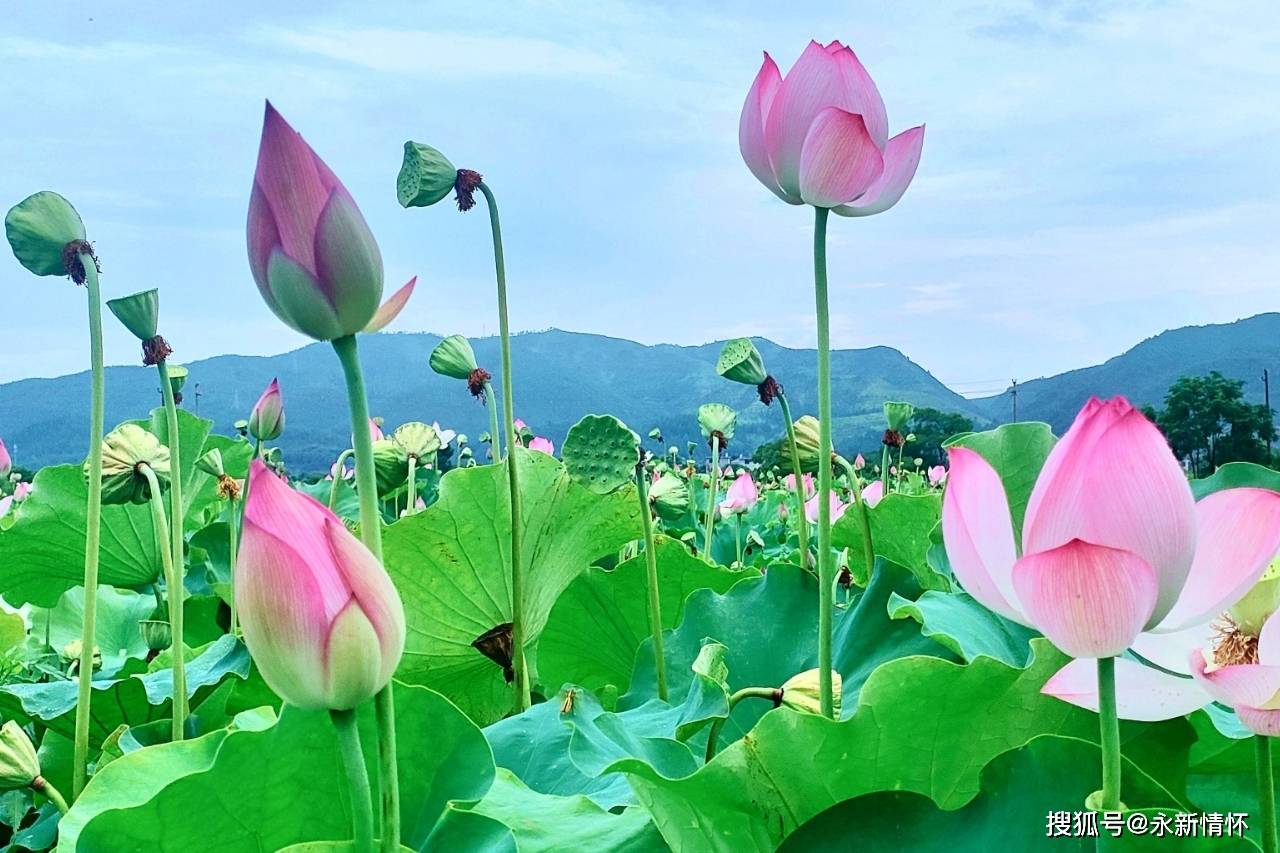 江西永新:百亩荷塘迎盛放 夏日赏荷正当时_永新县_游客_方清凉