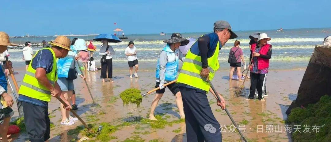浒苔清理攻坚战！日照山海天全员上阵合力守护“金沙滩” (图4)