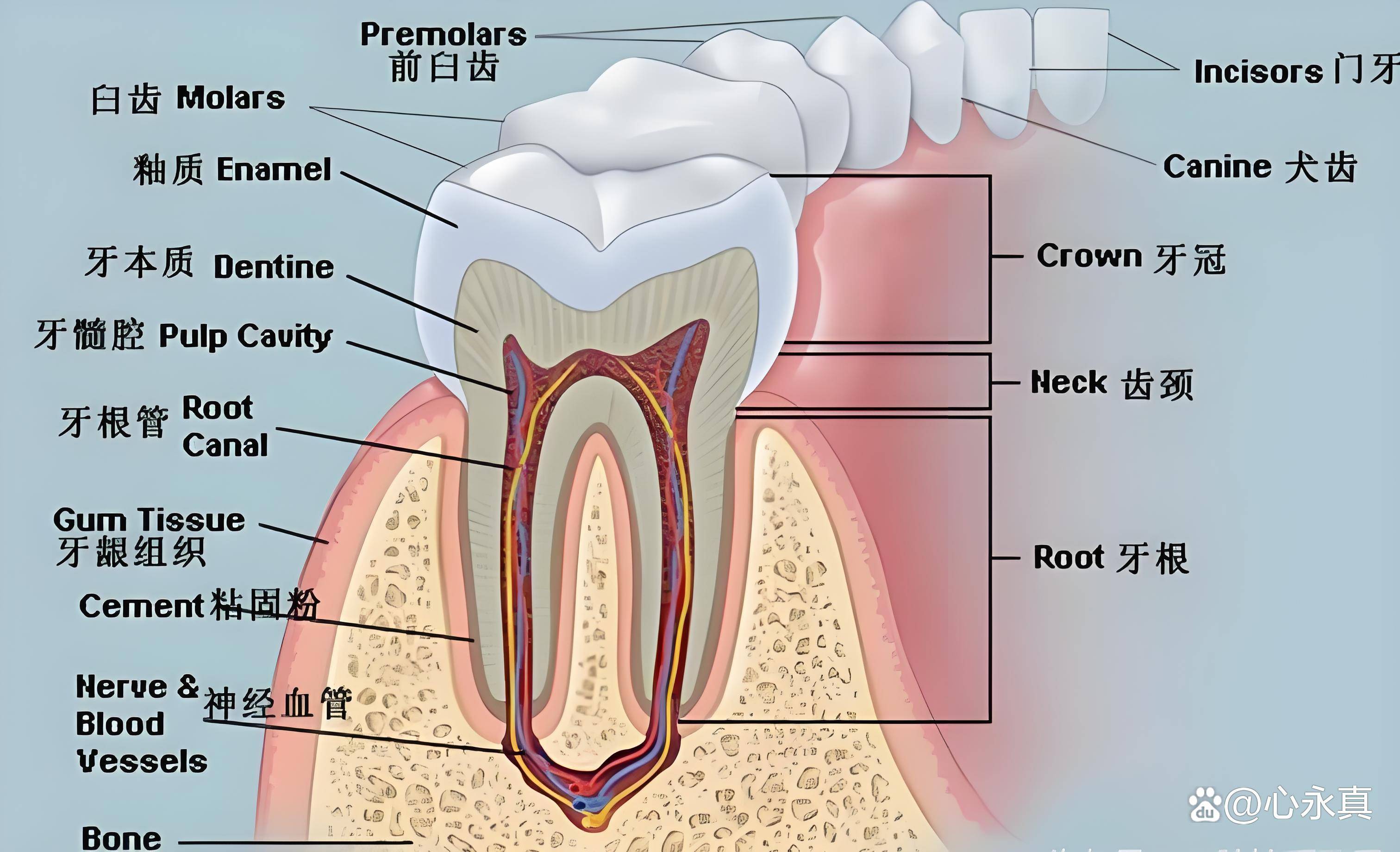邢台正畸专家:牙齿位置为什么不像其他器官整整齐齐的,而是能够移动?