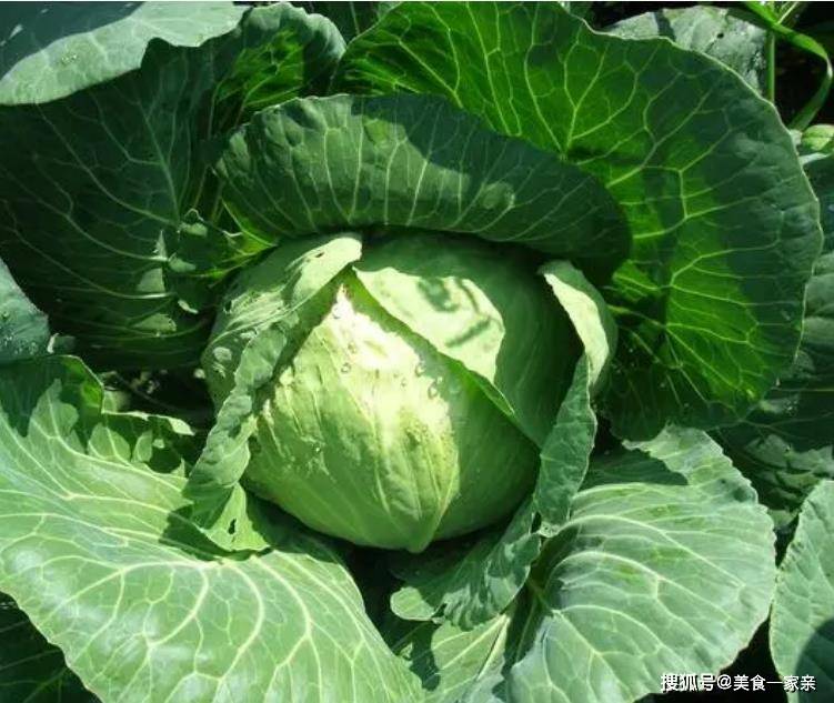 这样，即使荆棘也很清脆，因此无需削减荆棘。