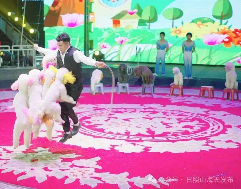 日照森林大马戏火热上演中！震撼心灵的视听盛宴，邀您即刻入席！(图2)