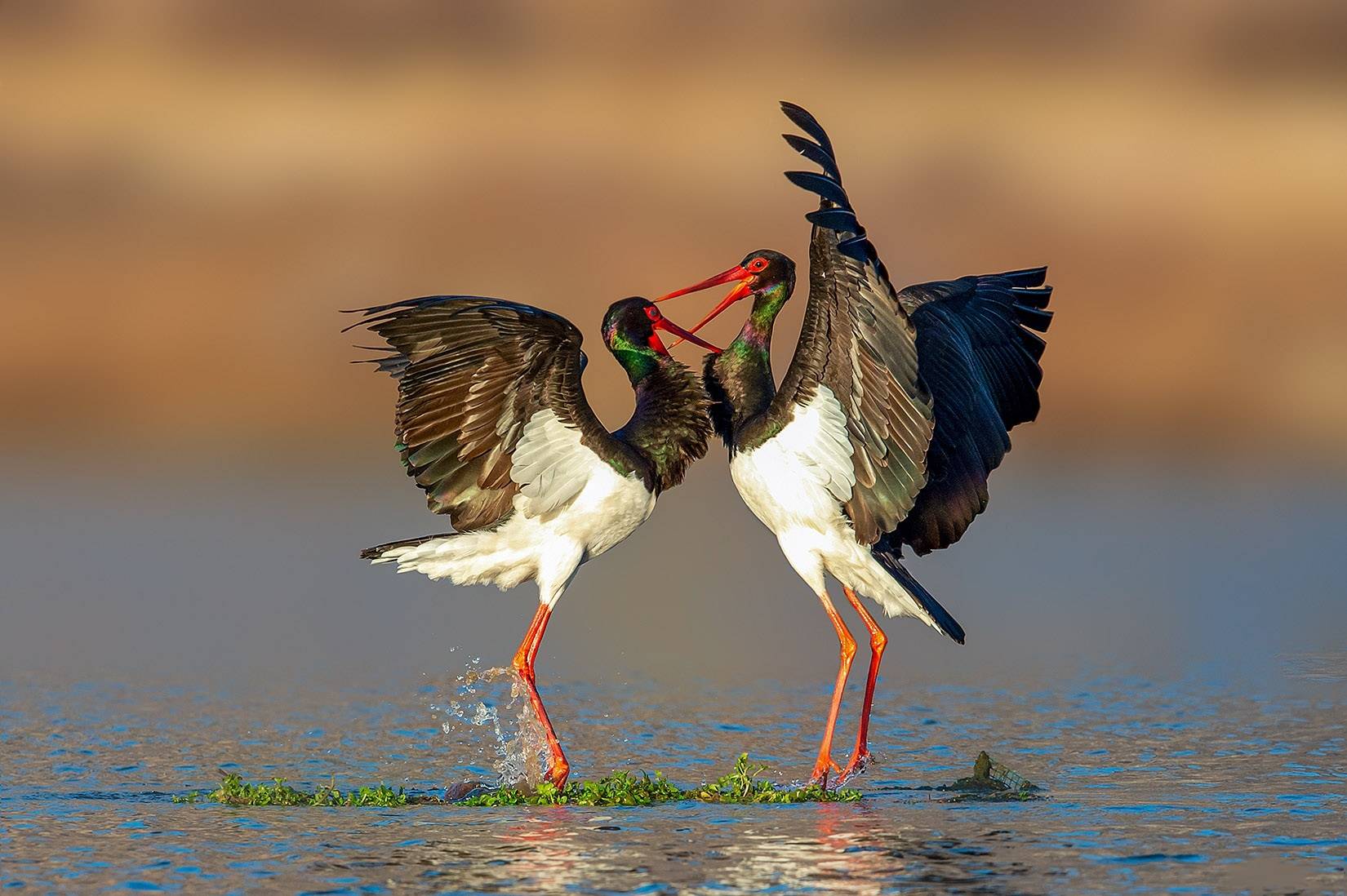 白洋淀景区,荷花景观,北国江南