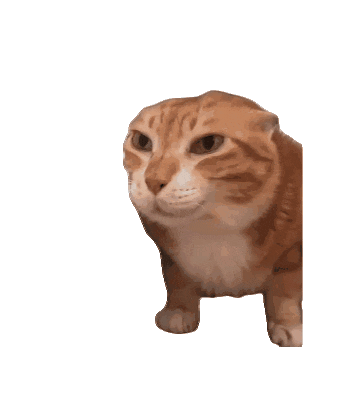 大学生最爱用的猫meme表情包