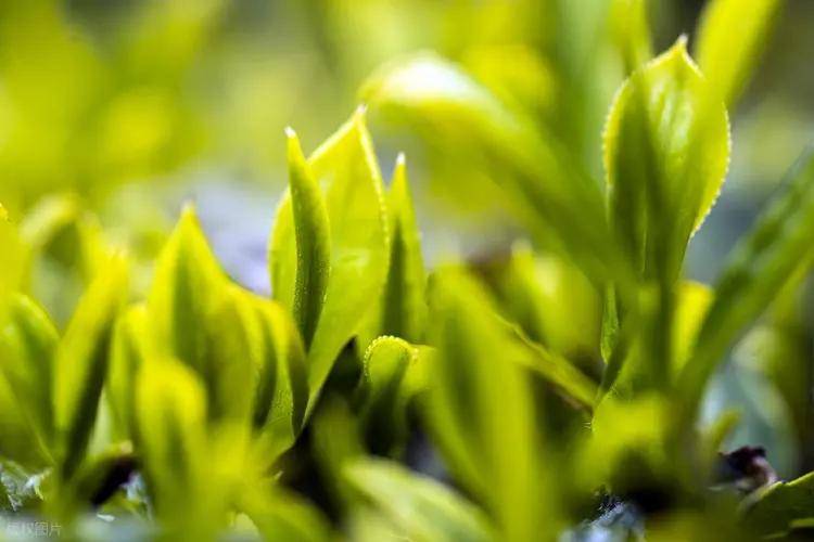 全国各地的茶叶__家乡名茶