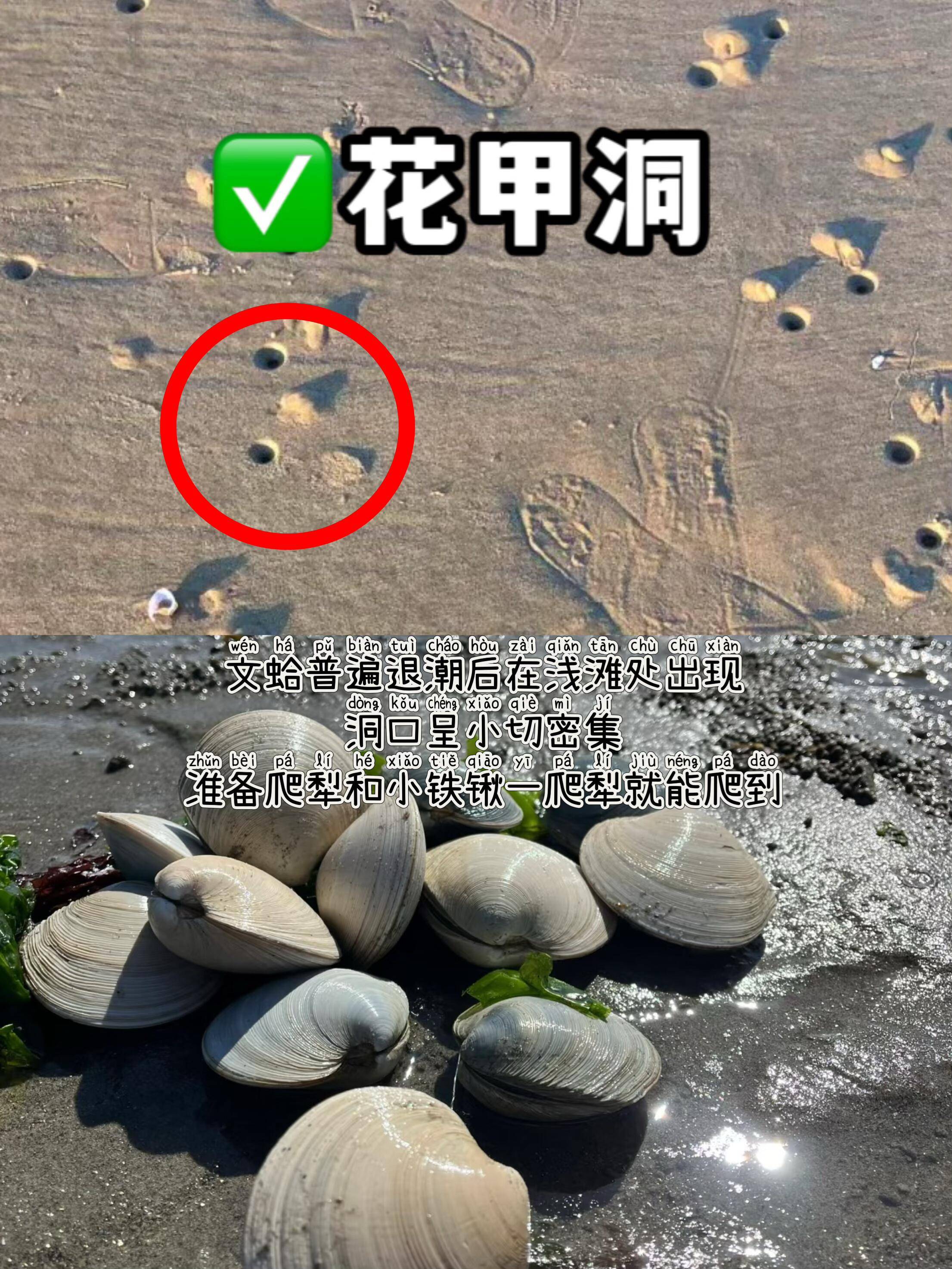 📍蛏子→ 往沙洞撒盐就会冒头📍海星→ 退潮后的礁石区📍蛤蜊