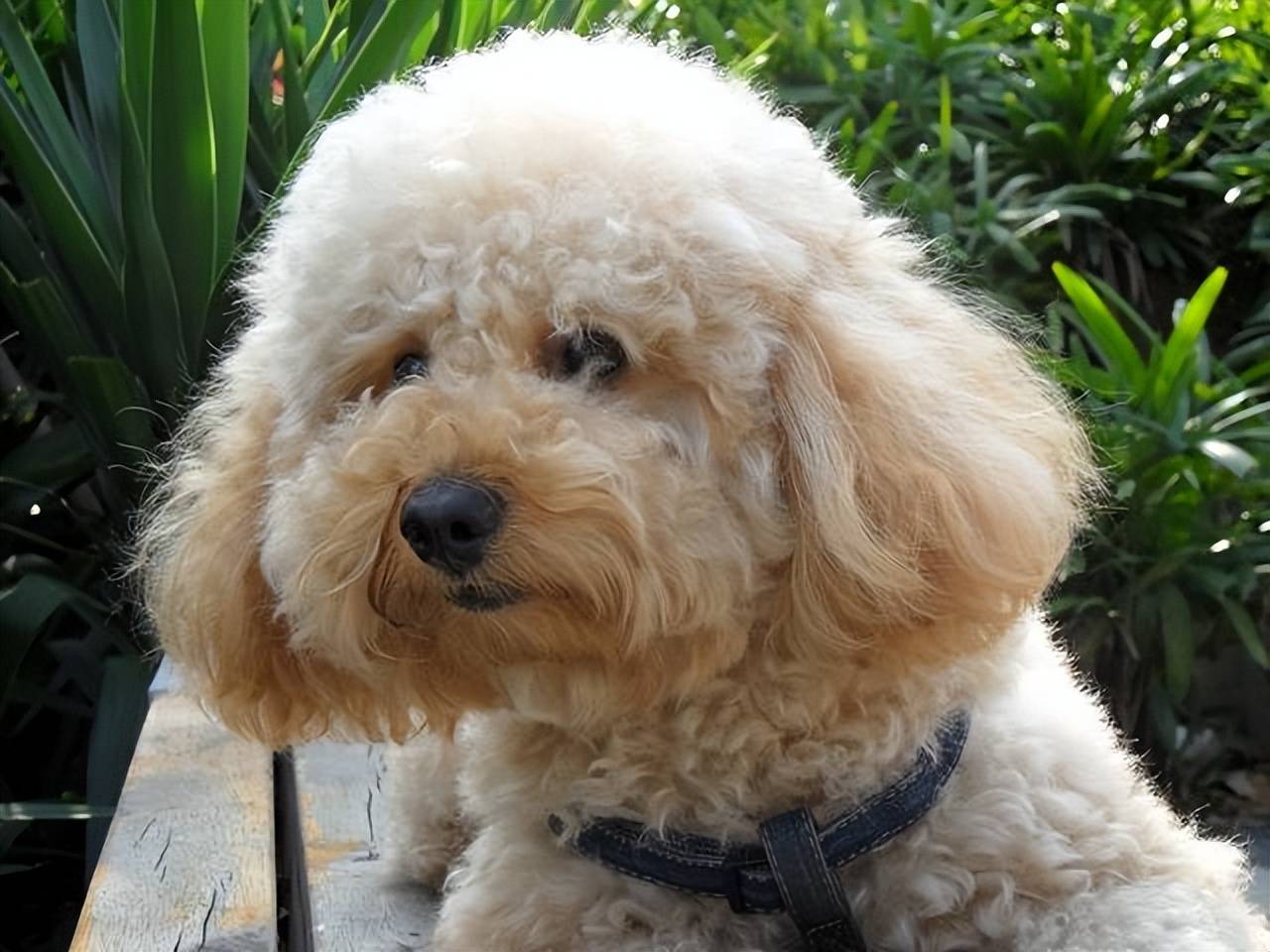 贵宾犬标准体重表出炉!你家的标准吗?偏轻偏胖怎么办?