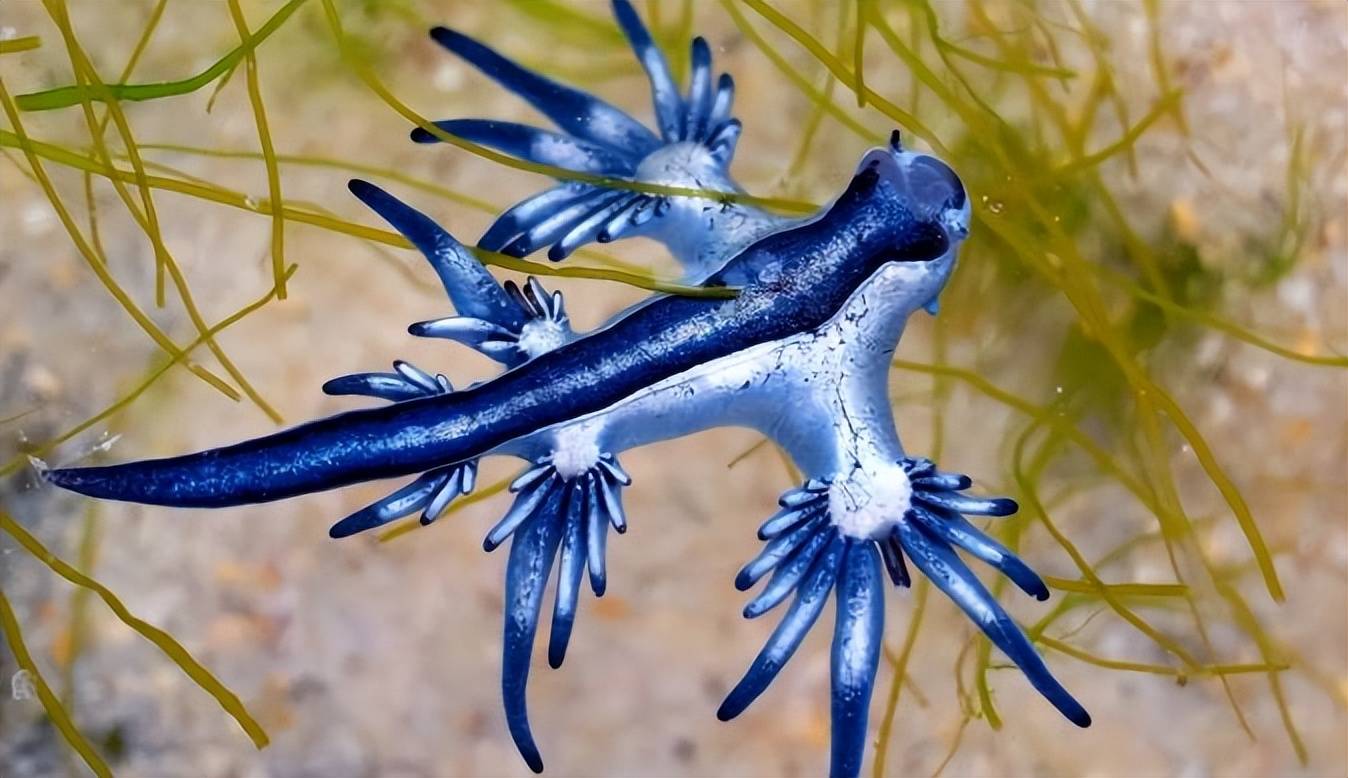 海洋生物