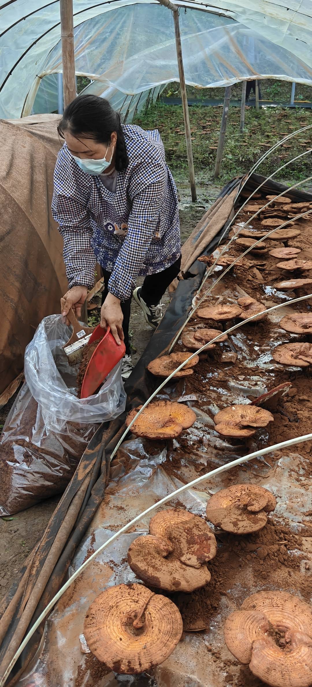 九彩歌舞团探访赐福湖灵芝种植基地:揭秘仙草的生态密码
