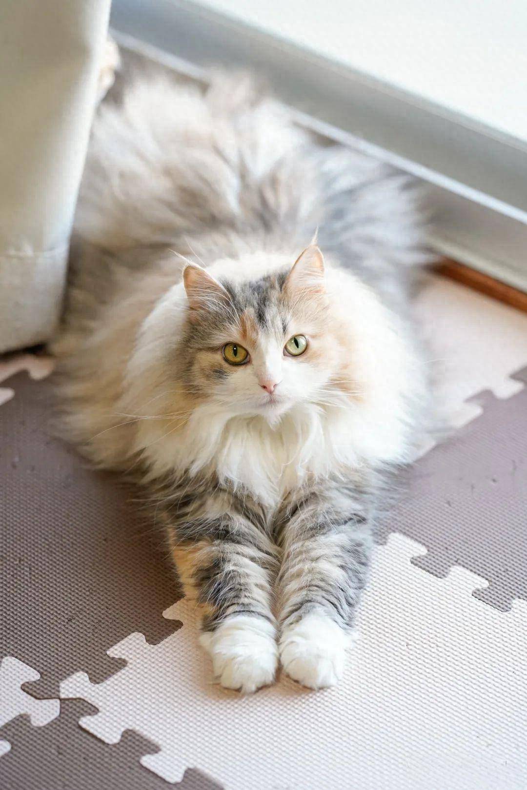 挪威森林猫吃什么牌子猫粮比较好?挪威森林猫猫粮推荐