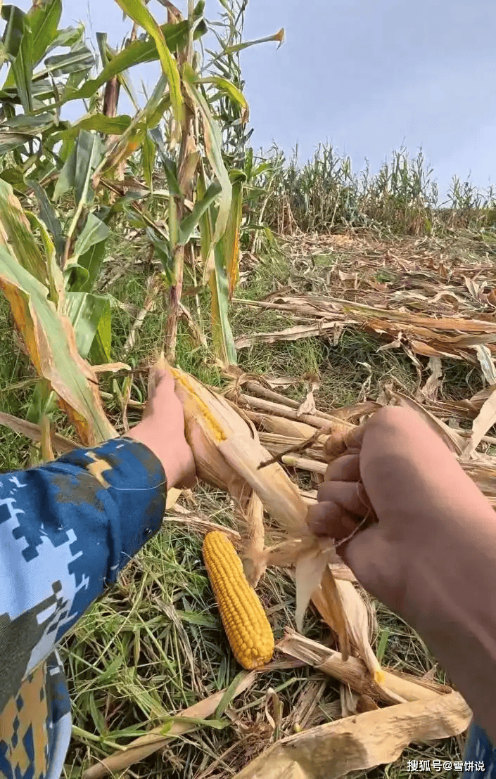 大学生国庆8天在家掰玉米7天半:我多弯一次腰,父母就少吃一点苦
