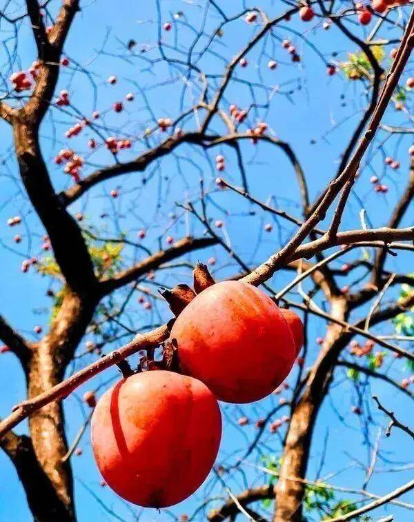 【广州三大秋色】11月15日丨上罗千亩柿子海+艾米稻香小镇+罗洞工匠小镇