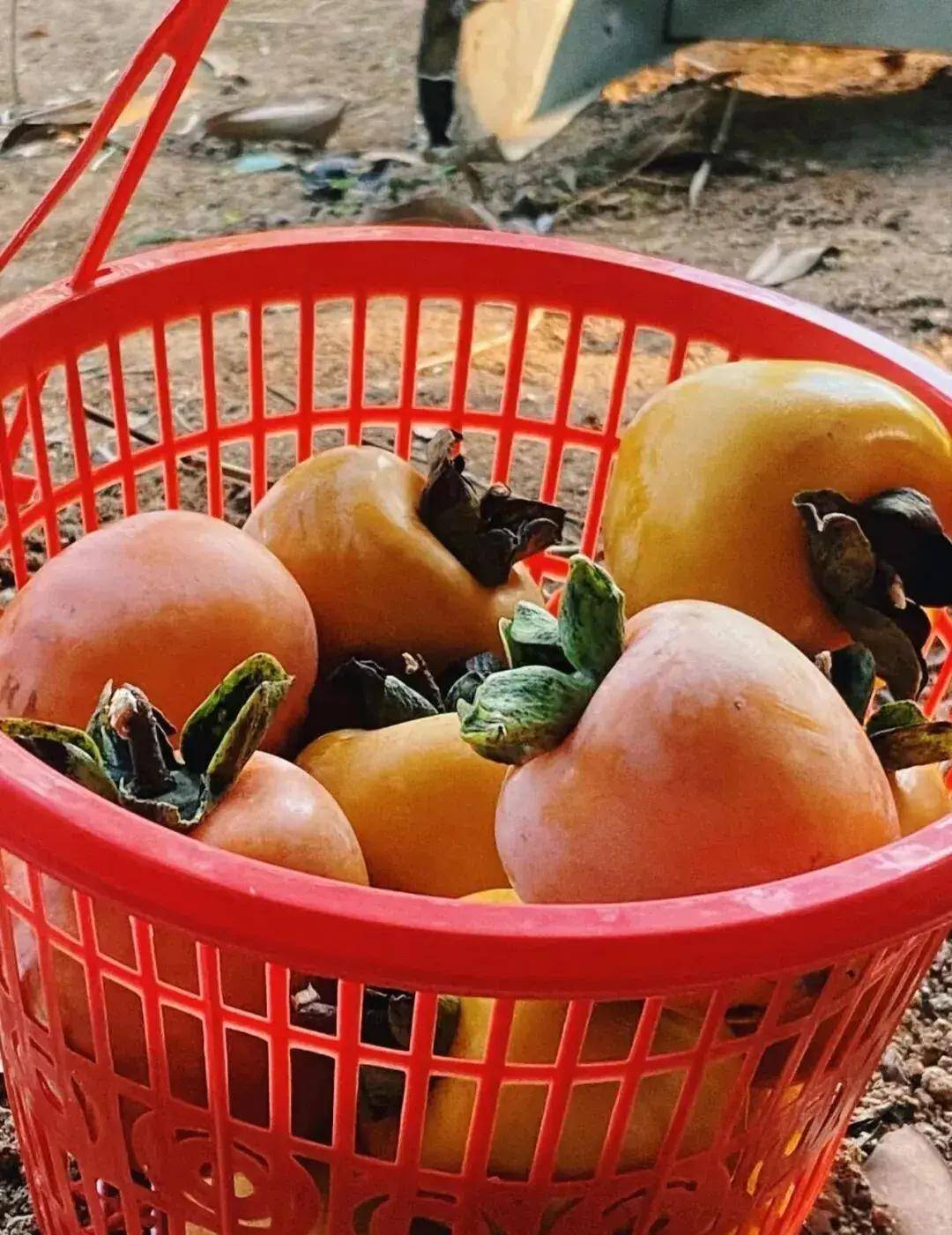 【广州三大秋色】11月15日丨上罗千亩柿子海+艾米稻香小镇+罗洞工匠小镇