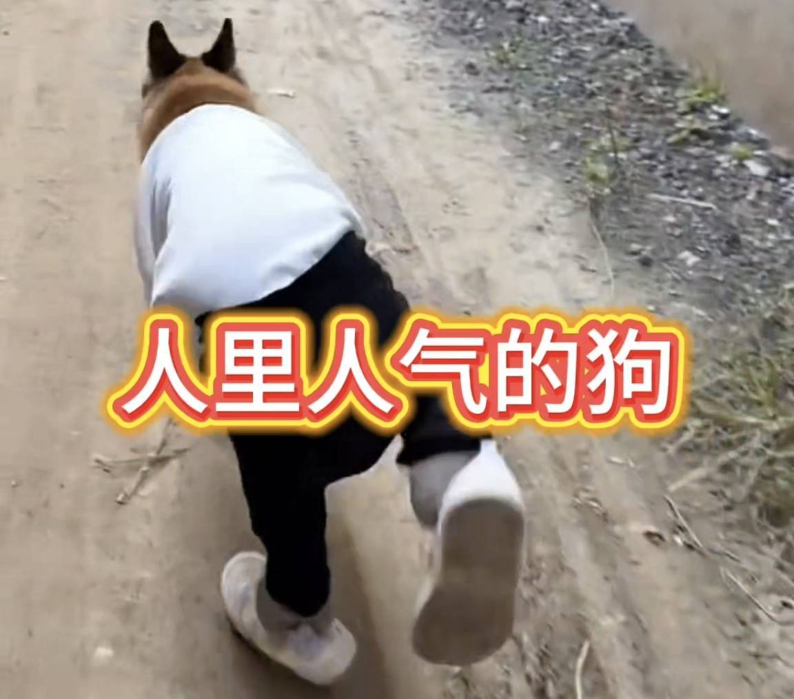 还以为是AI的视频,没想到是真实的!狗:我不是人,可你是真狗