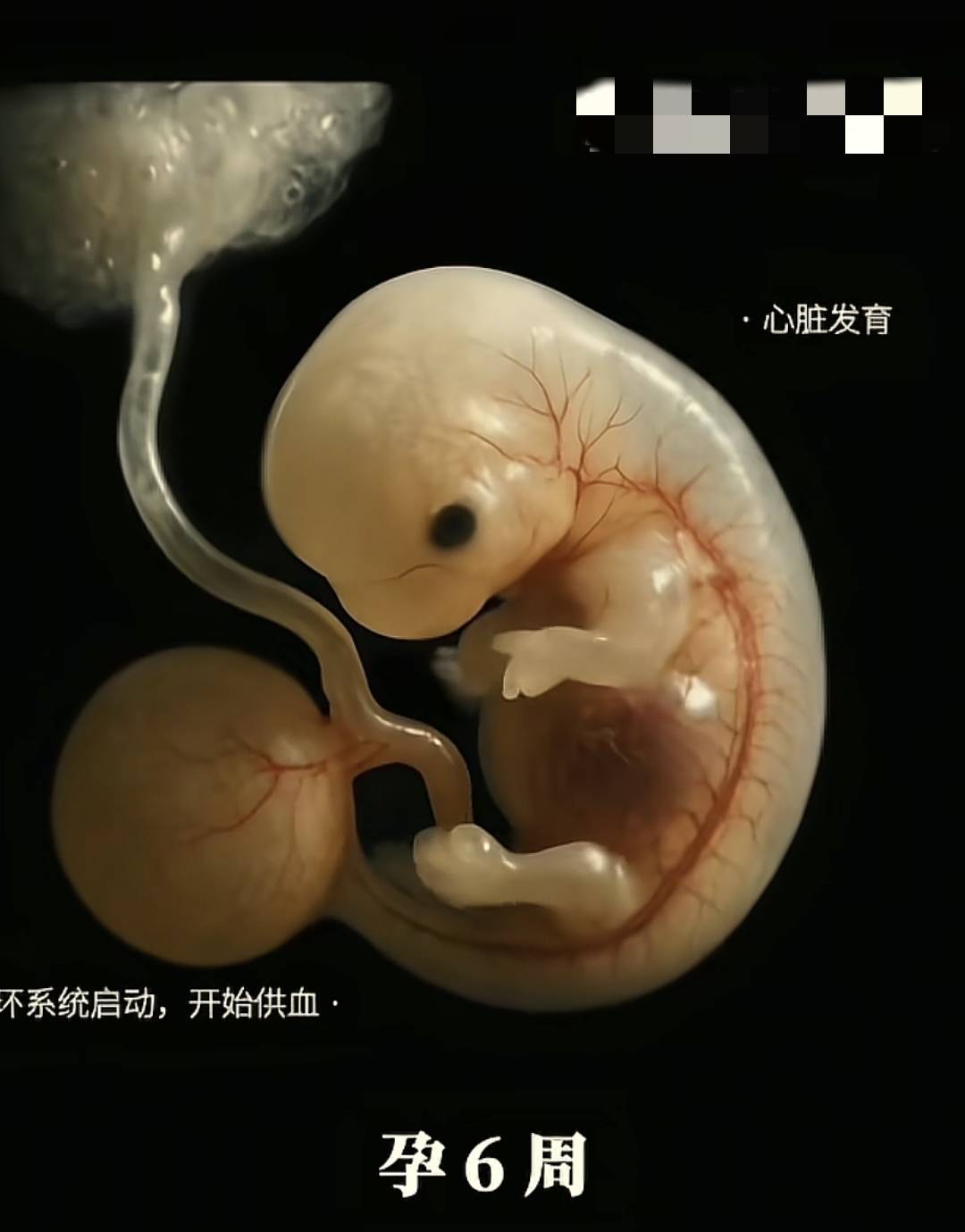 从胚胎到变成胎儿这个孕早期的过程到底是怎么样的？