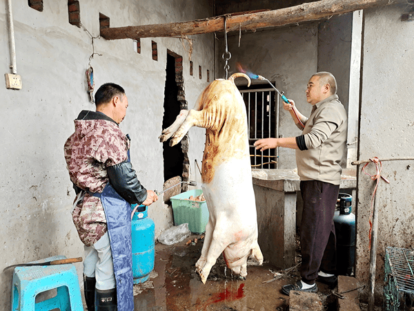 涪陵磐石玉寨刨猪汤鲜香启幕 乡土风味点亮冬日欢聚 (图5) 涪陵磐石玉寨刨猪汤鲜香启幕 乡土风味点亮冬日欢聚 (图5)