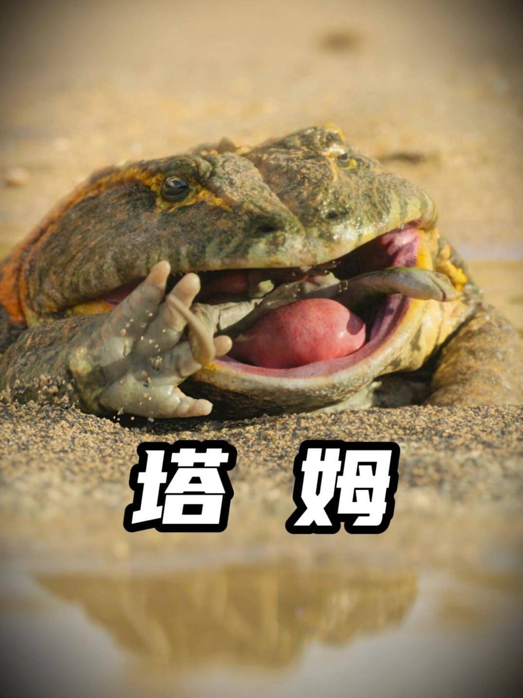 魔鬼蛙：一种能生吞大母龙的蛙中之王