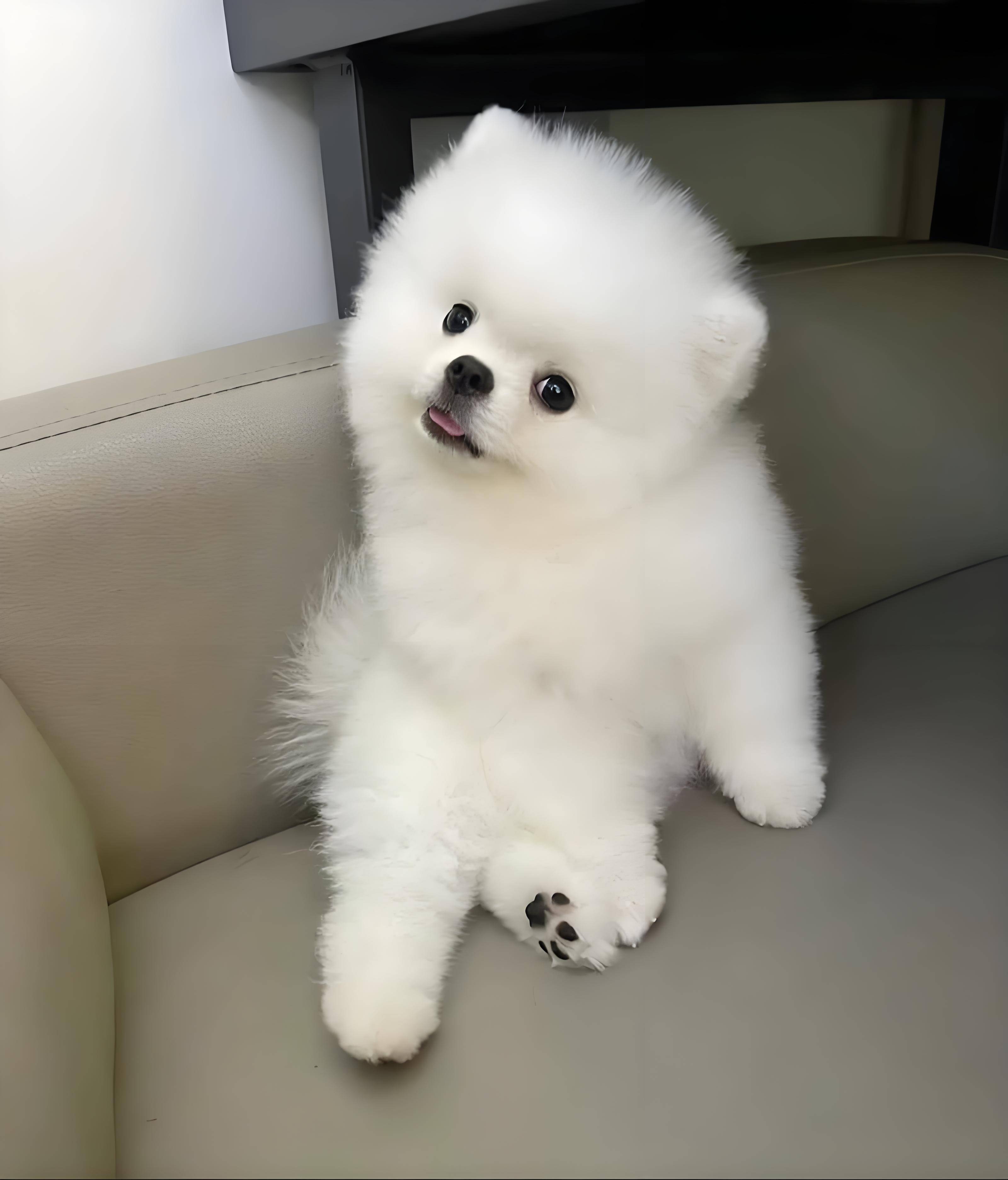博美长大