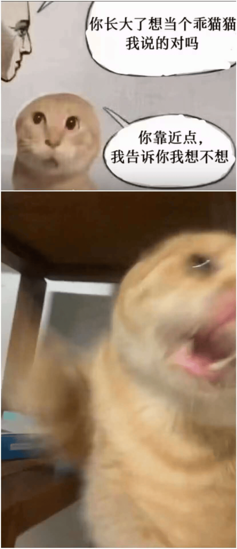 现在互联网上最火的猫，从“耄耋”变成了“萝卜纸巾猫”_搜狐网